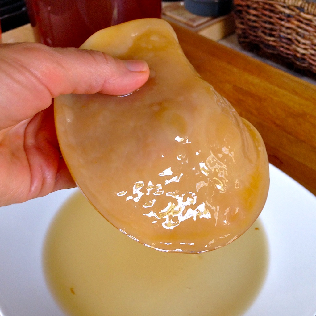 mother scoby 2