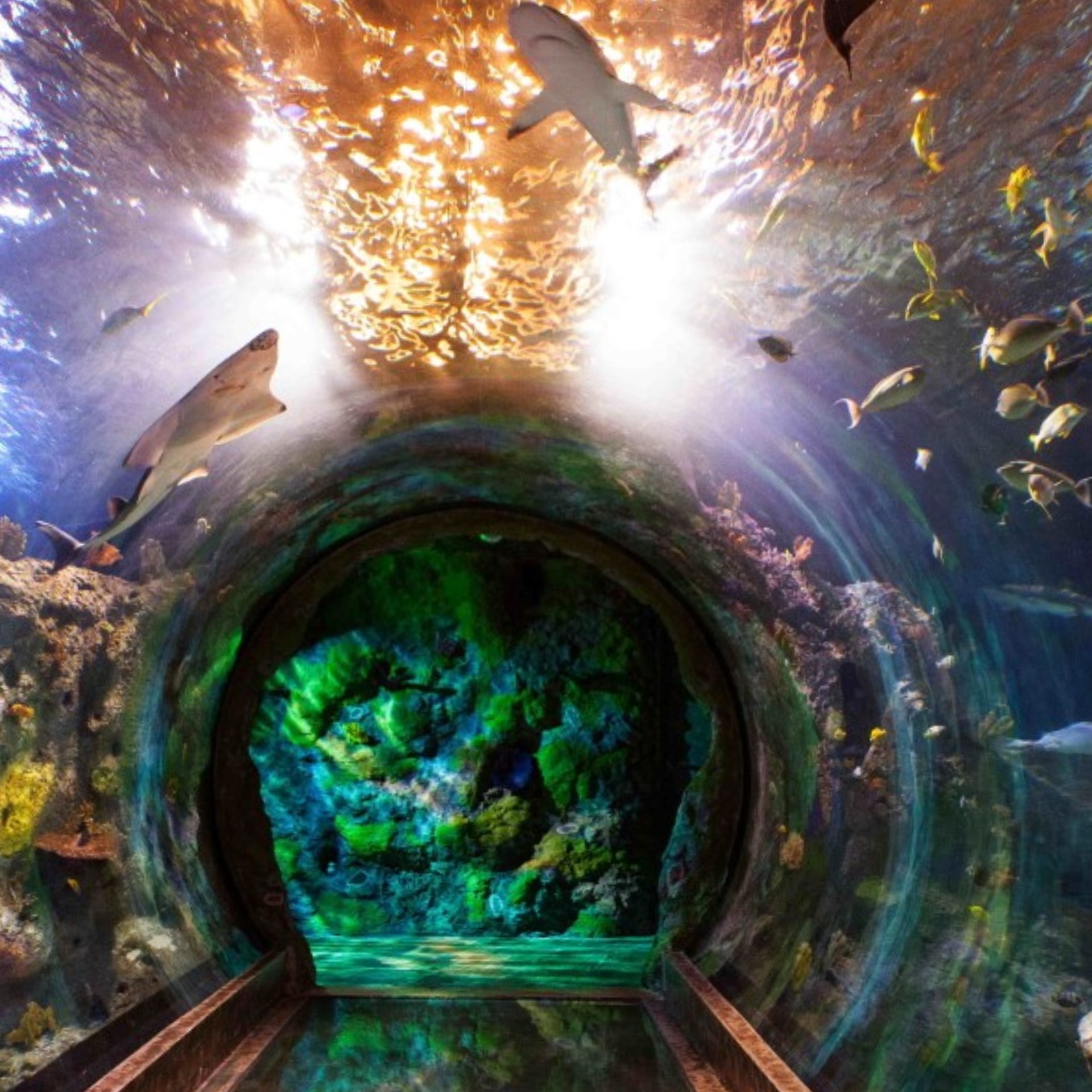 Sea Life tunnel