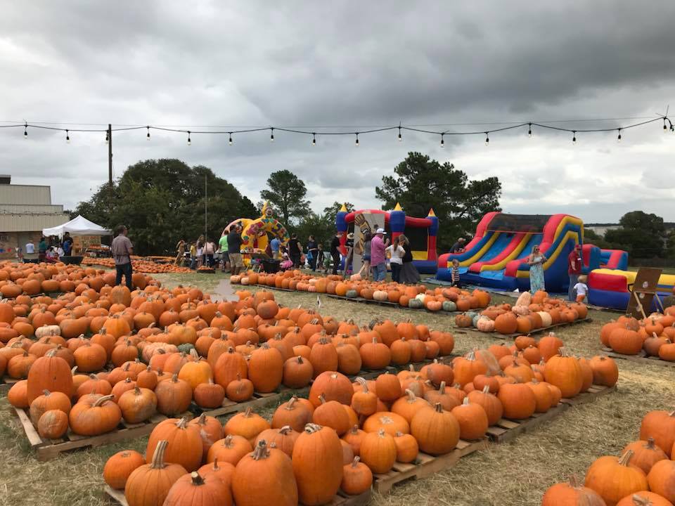 Top 10 DFW Pumpkin Patches Tanglewood Moms