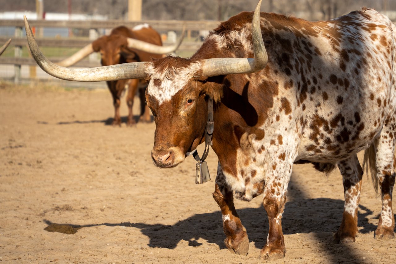 Texas Ranger, Texas Rancher, The Passion of Nolan Ryan - Cattle, Nolan Ryan,  Rancher