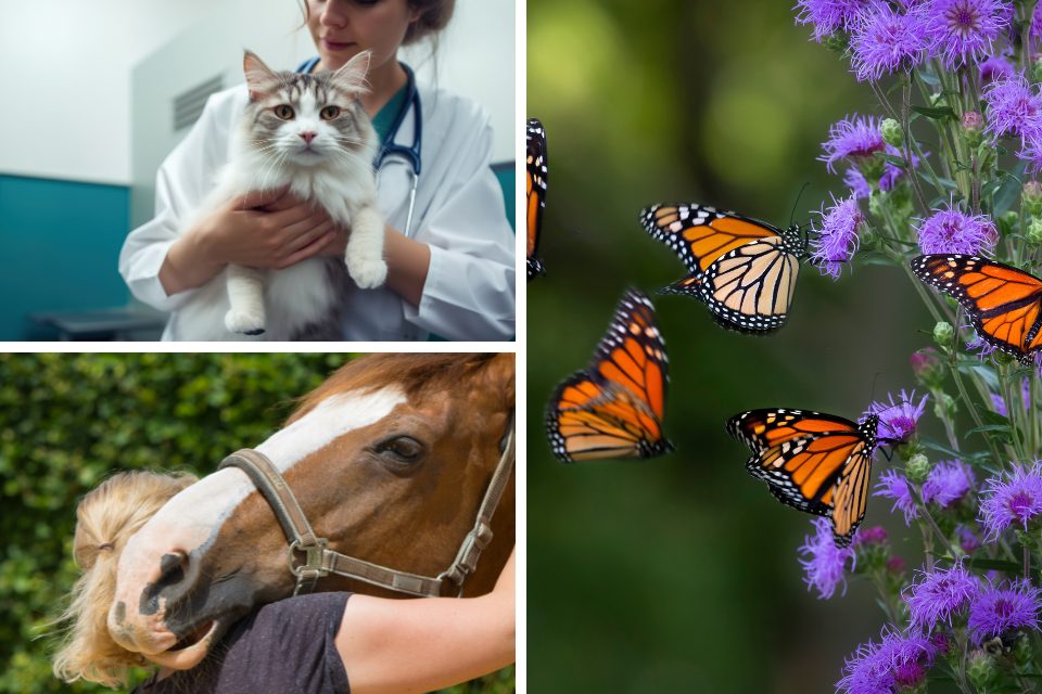 North Texas Community Foundation Announces Grants to Animal Welfare